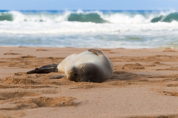 Snoozing monk seal by Kevin Barrett